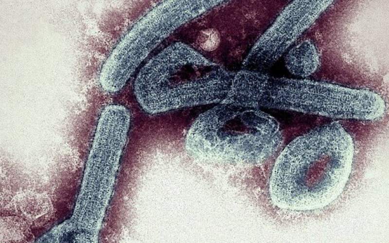 تایید اولین موارد ویروس ماربورگ در غنا
