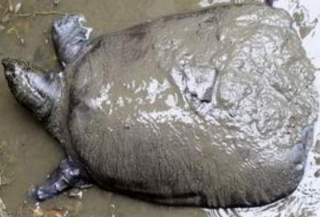 لاک‌پشت غول‌پیکر از مرگ نجات یافت/فیلم