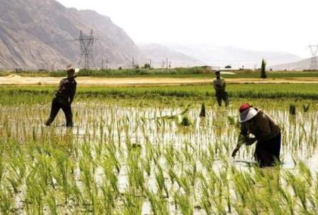 افزایش ۲۰ درصدی تولید برنج امسال در کشور