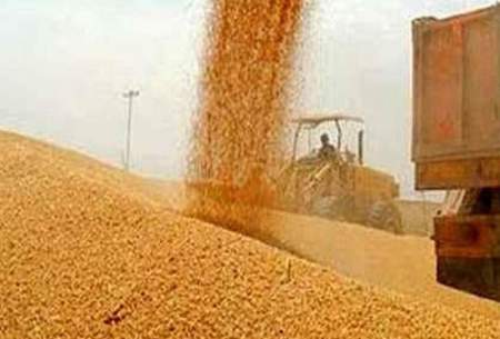 امسال خریدتضمینی گندم به ۷میلیون تن می‌رسد