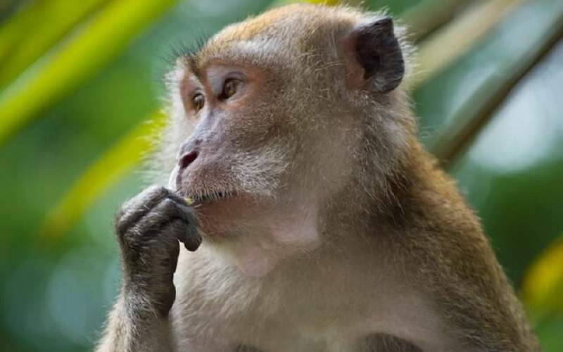 میمون‌ها ۴۲ نفر را در ژاپن زخمی کردند