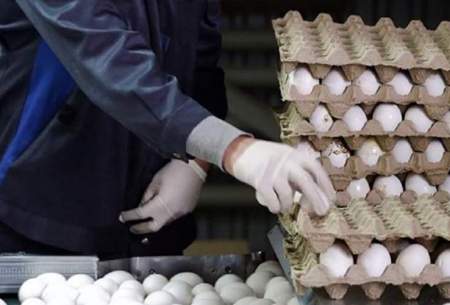 مردم توان خرید تخم مرغ را ندارند