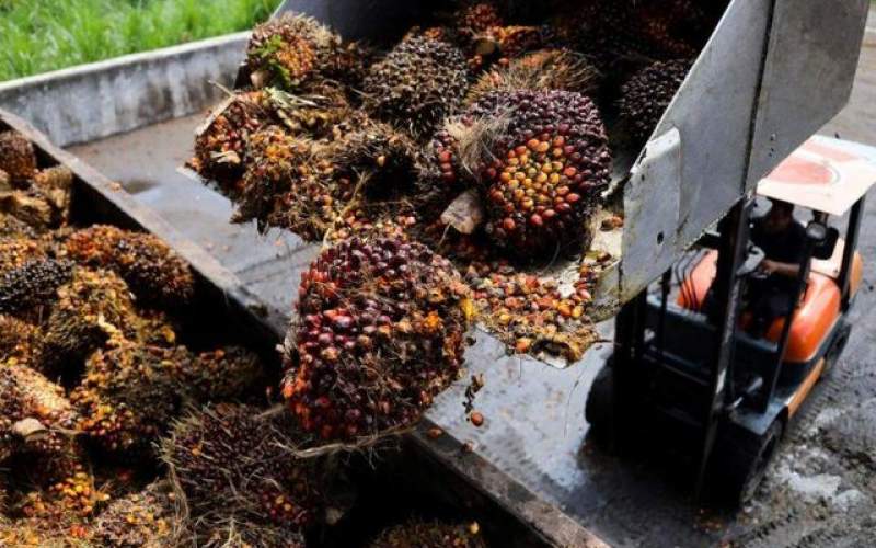 قیمت روغن در اندونزی از جلز و ولز افتاد