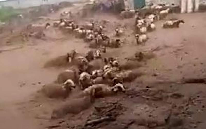 سیلاب، گوسفندان را در چادگان گرفتار کرد