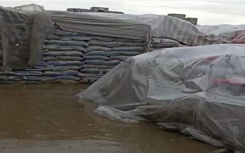 مقصر باران زدگی برنج های وارداتی مشخص شد