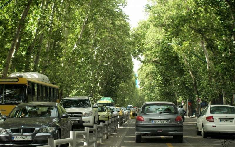 مرگ ۵۲ هزار چنار تهران در سکوت