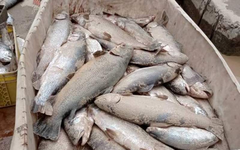 ۳ تا ۵ هزار تن ماهی در سیل اخیر تلف شد