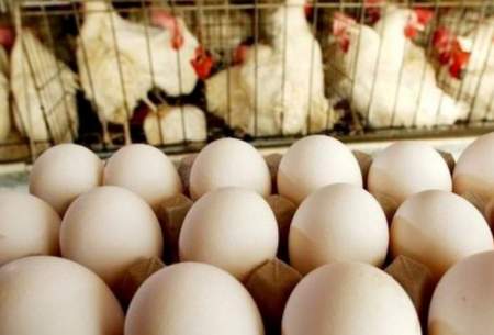 تخم‌مرغ دست تولیدکنندگان مانده است