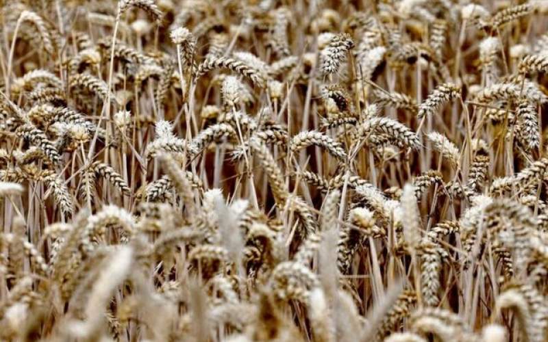 افزایش قیمت جهانی گندم منجر به حذف آن می‌شود؟