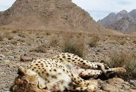 یک یوزپلنگ ایرانی بر اثر تصادف تلف شد
