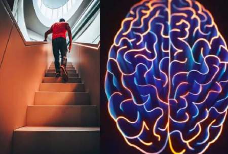 بالا رفتن از پله‌ها راهی برای جلوگیری از کوچک شدن مغز