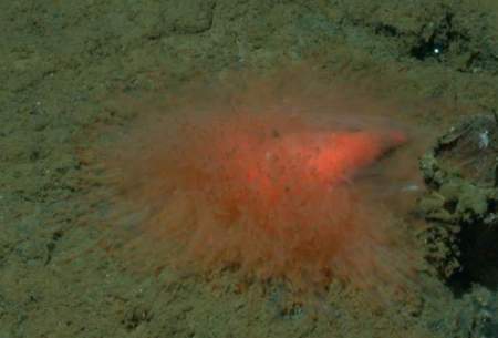 کشف یک موجود دریایی فوق‌العاده عجیب در دریا