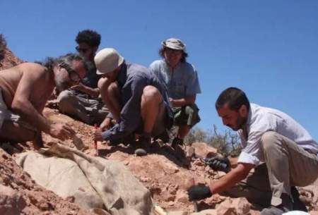 کشف فسیل یک دایناسور زرهی در آرژانتین