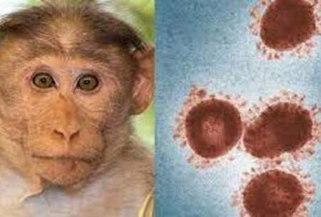 اطلاعات تازه درباره علائم و شیوع آبله‌ میمونی