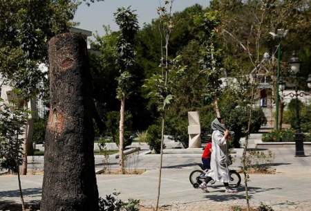 سریال پرماجرای قطع درختان پایتخت