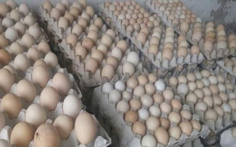 عوامل مؤثر در افزایش قیمت تخم‌مرغ‌