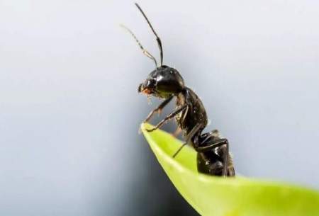 مورچه‌ها جایگزین آفت‌کش‌ها می‌شوند