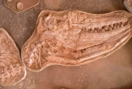 کشف فسیل یک موساسور غول‌پیکر در مراکش
