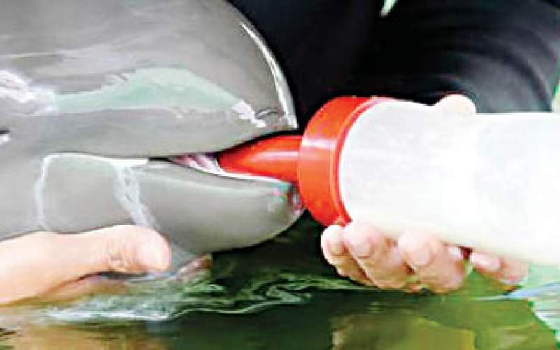 نجات بچه دلفین با شیشه شیر /عکس