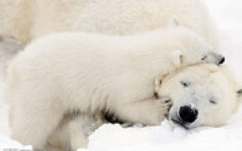 لحظاتی تماشایی از بازی خرس قطبی با فرزندش