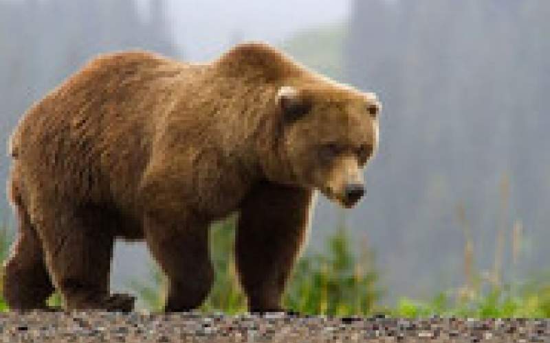 ثبت تصاویر یک خرس قهوه‌ای در ارتفاعات رودبار