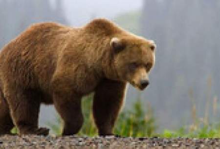 ثبت تصاویر یک خرس قهوه‌ای در ارتفاعات رودبار
