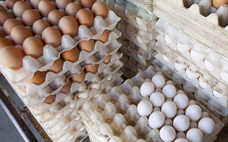 دولت برای قیمت تخم مرغ تصمیم جدید می گیرد