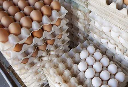 دولت برای قیمت تخم مرغ تصمیم جدید می گیرد