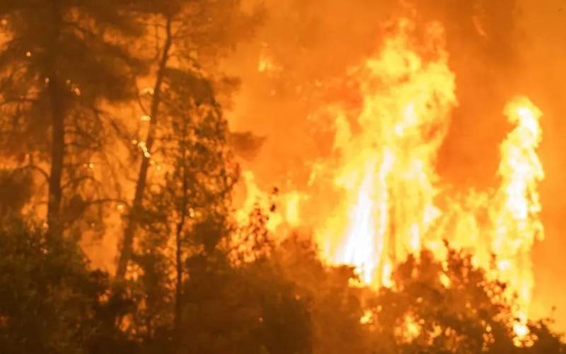 آتش‌سوزی در جنگل‌های قزاقستان/فیلم