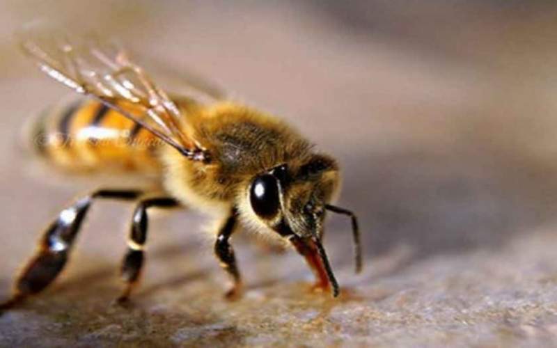 مرگ جوان ۲۶ ساله‌ای بر اثر نیش زنبور