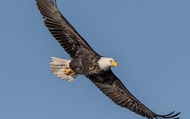 غذا دادن به عقاب در حال پرواز /فیلم