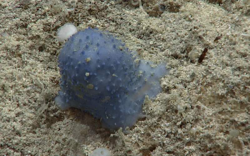 کشف موجودی عجیب در اعماق اقیانوس اطلس