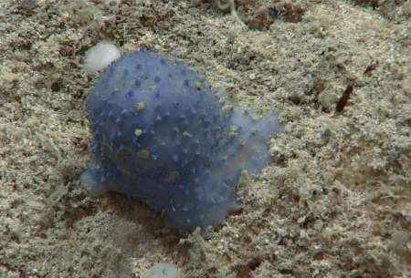 کشف موجودی عجیب در اعماق اقیانوس اطلس