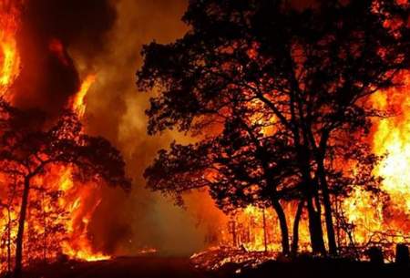 بازگشت آتش به جنگل‌های ترکیه /فیلم