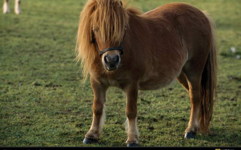 ویدئویی پربازدید از تنهاترین کره اسب روی زمین