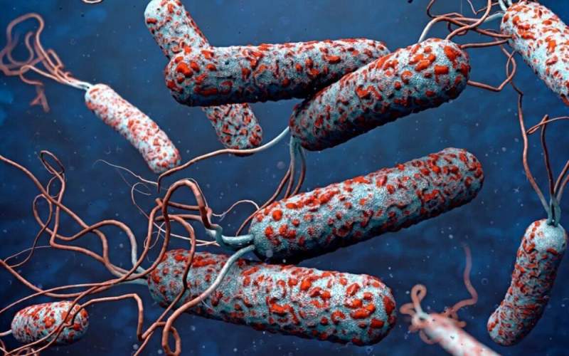 شناسایی ۳۴ بیمار مشکوک به وبا در خراسان رضوی