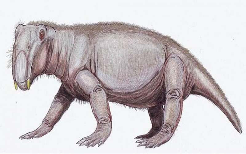 قیافه عجیب و ترسناک خوک دوران دایناسورها