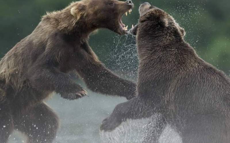 عکس پربازدید از لحظه پرالتهاب دعوای دو خرس