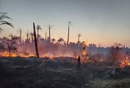 آتش‌سوزی در ۶ هکتار از نخلستان‌های ‌رودان