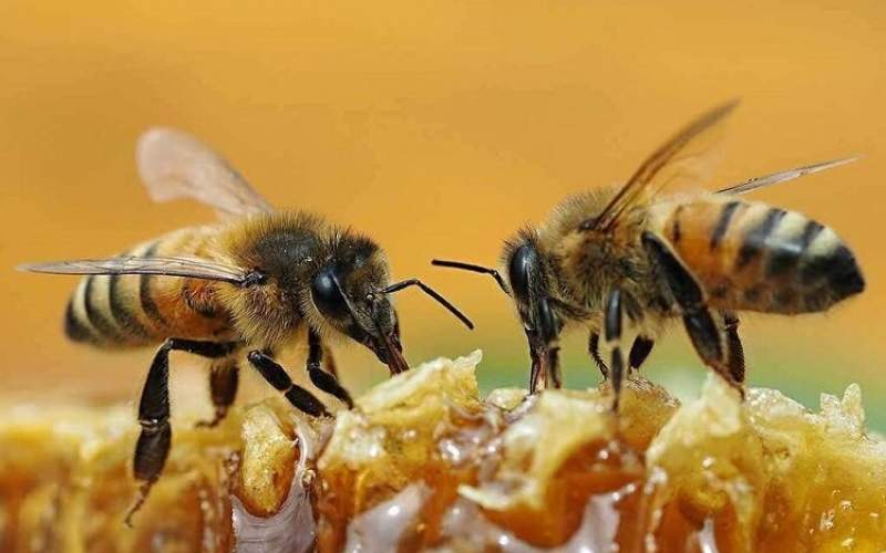 همکاری باورنکردنی دو زنبور را ببینید!