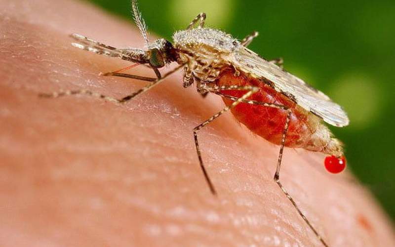 آمار افزایشی مبتلایان مالاریا در کشور