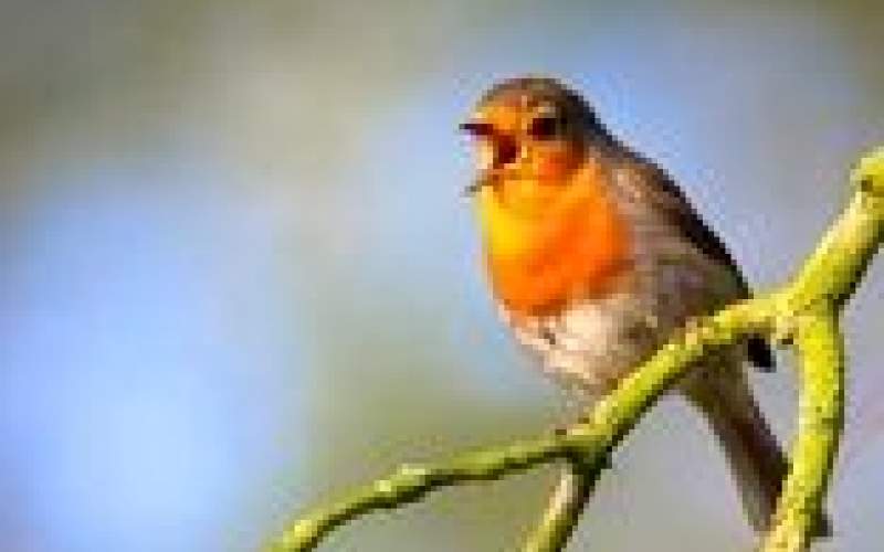 تاثیر باورنکردنی شنیدن صدای پرندگان بر اعصاب