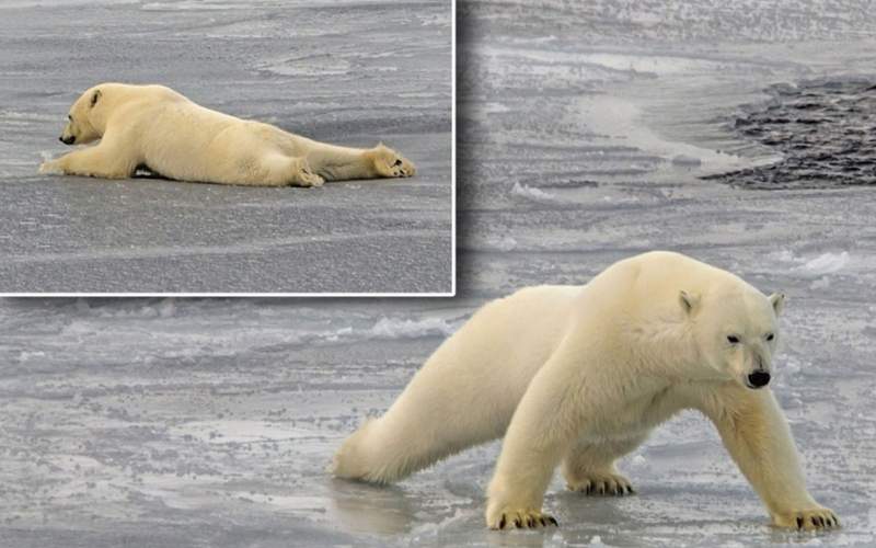 ویدئویی از خزیدن خرس قطبی روی آب یخ زده