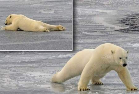 ویدئویی از خزیدن خرس قطبی روی آب یخ زده