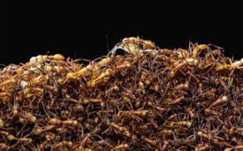 تعداد مورچه‌های کره‌زمین لو رفت