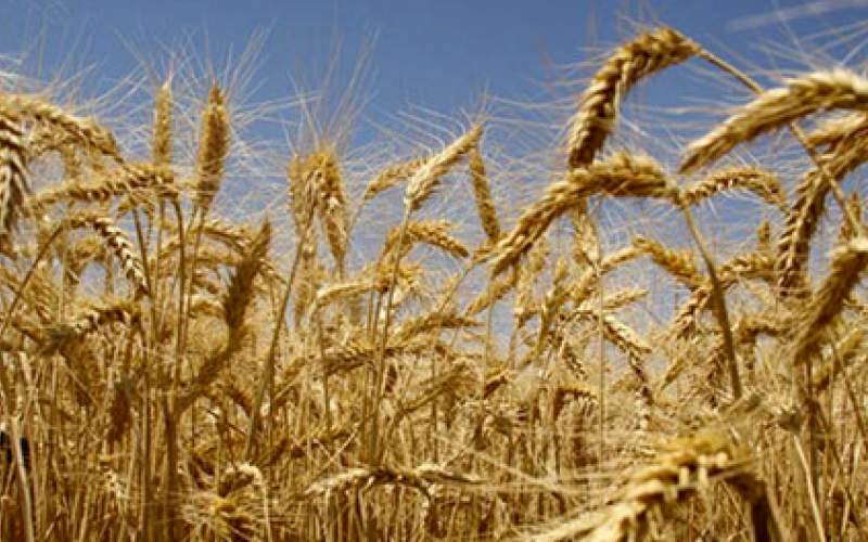 اوکراین کشت گندم را ۲۰ درصد کاهش می‌دهد
