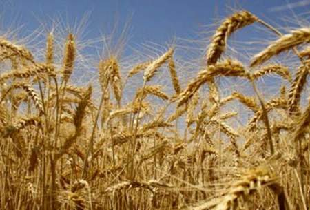 اوکراین کشت گندم را ۲۰ درصد کاهش می‌دهد