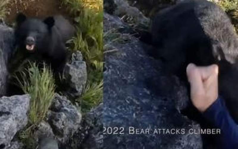 مبارزه نفس‌گیر یک صخره‌نورد با خرس سیاه/فیلم