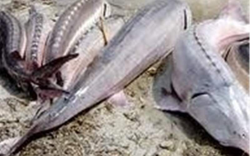 تمدیدممنوعیت صید تجاری ماهیان خاویاری خزر