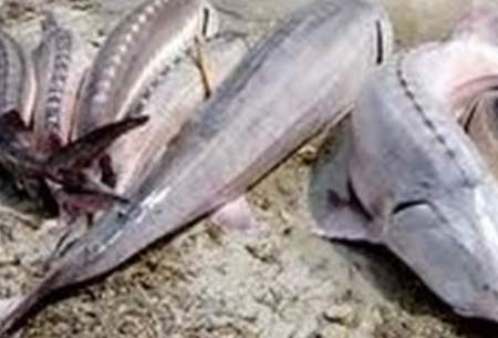 تمدیدممنوعیت صید تجاری ماهیان خاویاری خزر